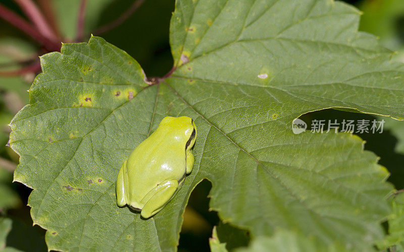 树蛙(Hyla arborea)